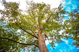 Best Tree Health Inspection  in Leadville North, CO