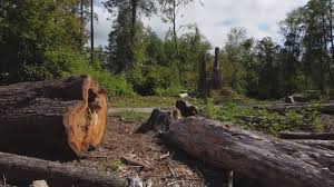 How Our Tree Care Process Works  in  Leadville North, CO