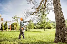 Best Hazardous Tree Removal  in Leadville North, CO