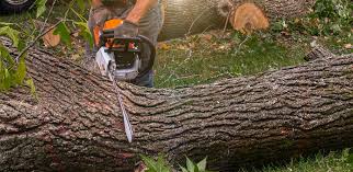 Best Palm Tree Trimming  in Leadville North, CO