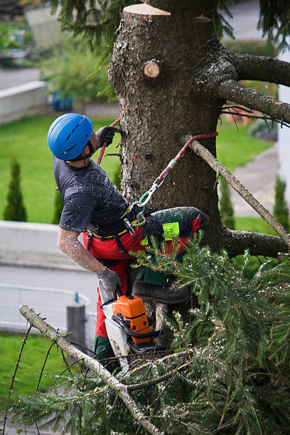 Best Tree Fertilization Services  in Leadville North, CO