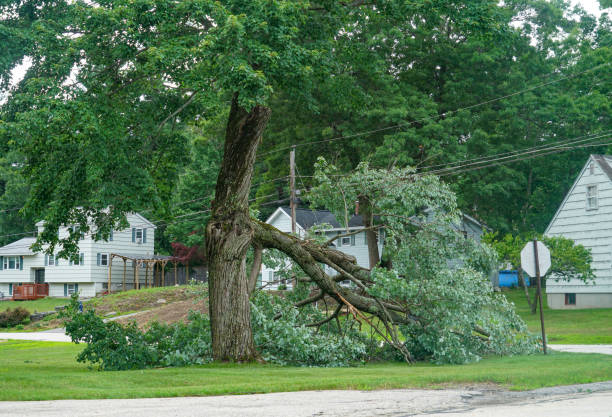 Leaf Removal Services in Leadville North, CO