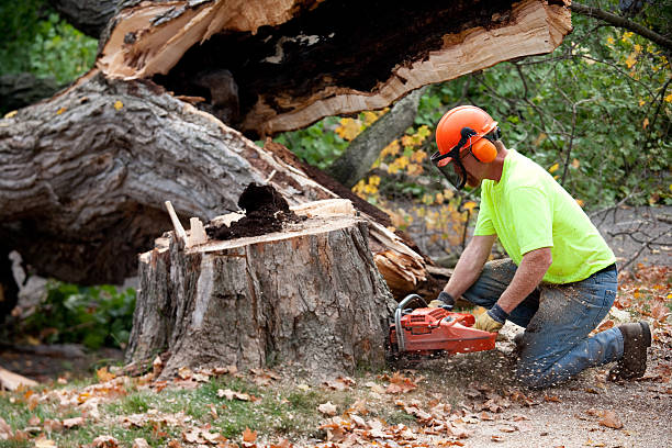 Best Tree Risk Assessment  in Leadville North, CO