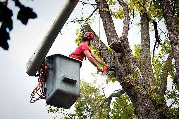 Best Fruit Tree Pruning  in Leadville North, CO